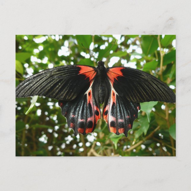 Black and red moth postcard (Front)