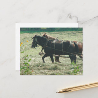 Black and Sorrel Amish Horses Mowing Hay Kalona  Postcard