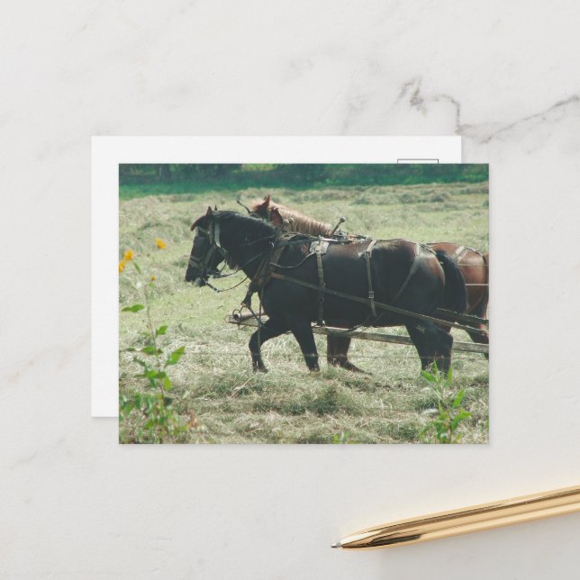 Black and Sorrel Amish Horses Mowing Hay Kalona  Postcard (Front/Back In Situ)
