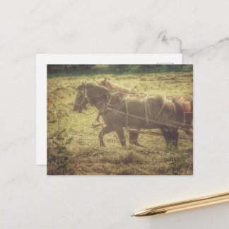 Black and Sorrel Amish Horses Mowing Hay Postcard