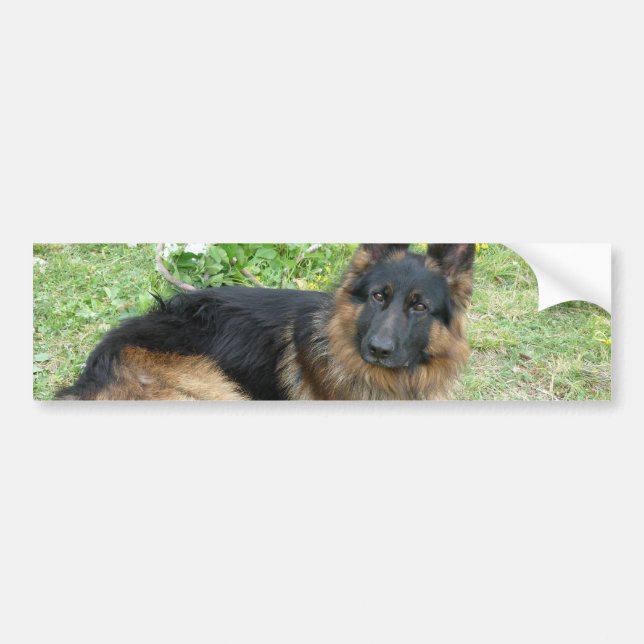 Black and Tan Alsatian Bumper Sticker (Front)