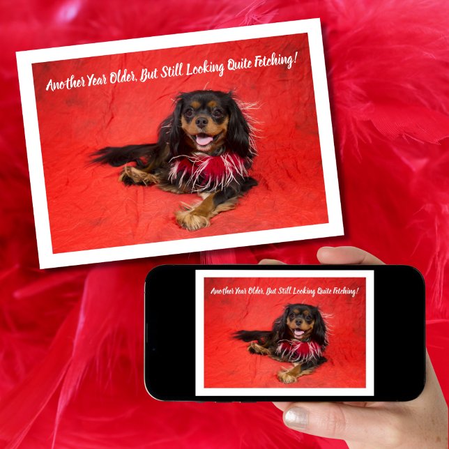 Black and Tan Cavalier King Charles Boa Birthday Card (Creator Uploaded)