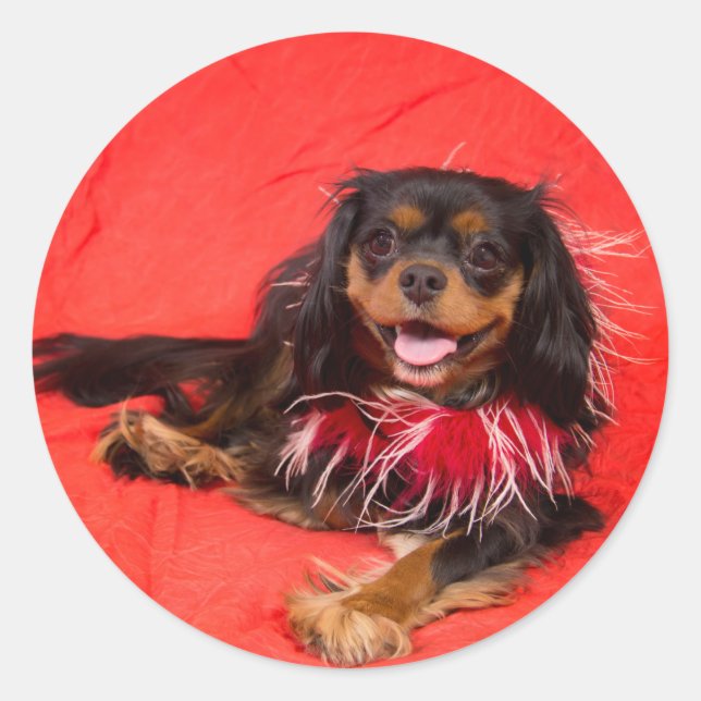 Black And Tan Cavalier King Charles In Red Sticker (Front)