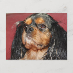 Black And Tan Cavalier King Charles Spaniel Postcard