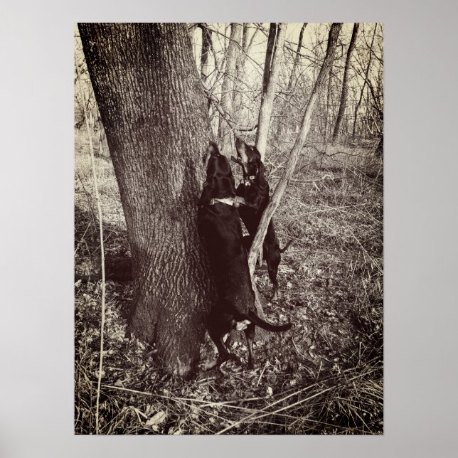 Black and Tan Coon Hounds Poster (Front)