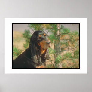 Black and Tan Coonhound Poster