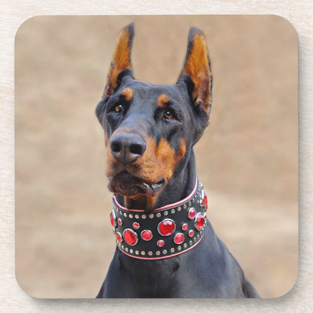 Black and Tan Doberman Pinscher in Jewelled collar Coaster (Front)