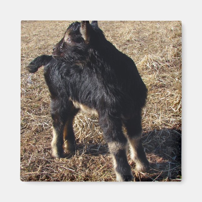 Black and Tan Kid Magnet (Front)