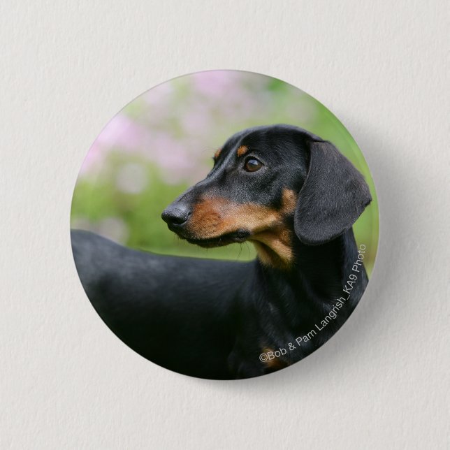 Black and Tan Miniture Dachshund 2 6 Cm Round Badge (Front)