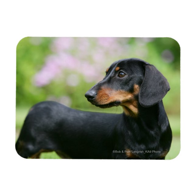 Black and Tan Miniture Dachshund 2 Magnet (Horizontal)