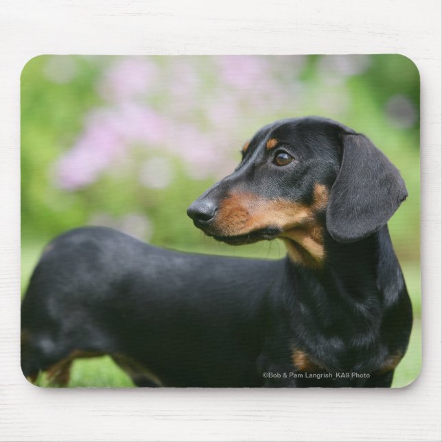Black and Tan Miniture Dachshund 2 Mouse Pad (Front)