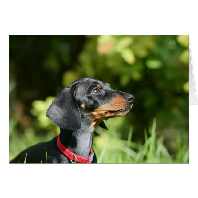 Black and Tan Miniture Dachshund 3 (Front Horizontal)