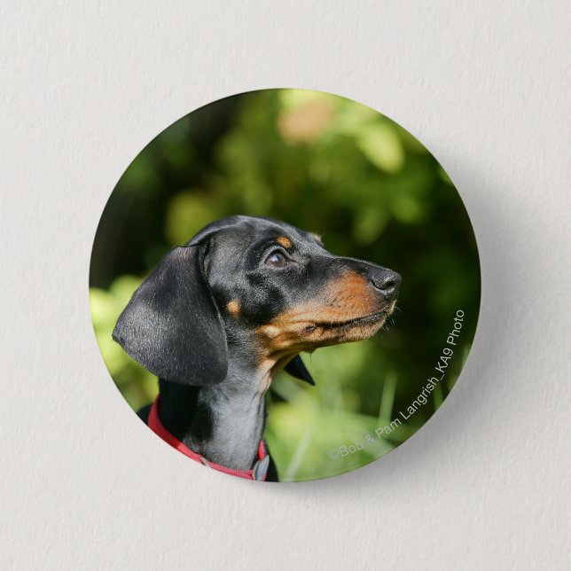 Black and Tan Miniture Dachshund 3 6 Cm Round Badge (Front)