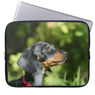 Black and Tan Miniture Dachshund 3 Laptop Sleeve