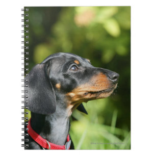 Black and Tan Miniture Dachshund 3 Notebook