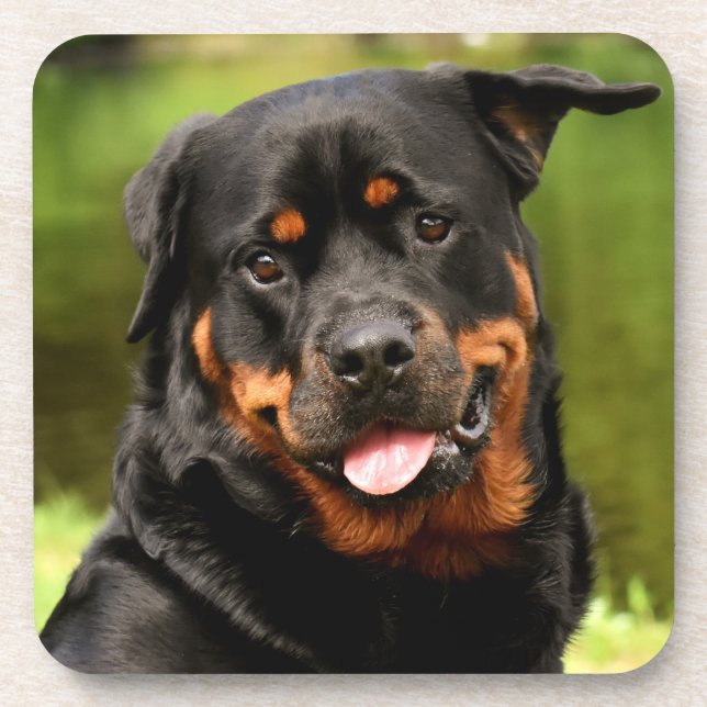 Black and Tan Rottweiler Puppy Dog Coaster (Front)