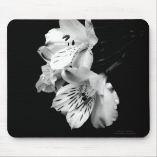 Black and White Alstroemeria Lily Mousepad