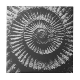 Black and white ammonite tile