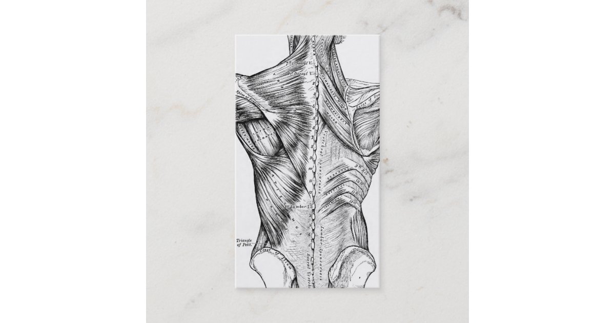 Black and White Anatomy Art Back Muscles (1890) Business Card | Zazzle ...