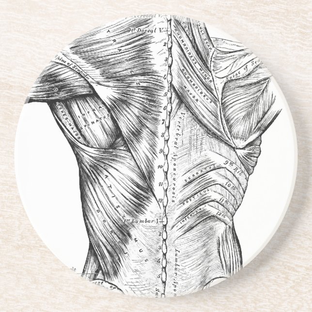 Black and White Anatomy Art Back Muscles (1890) Coaster (Front)