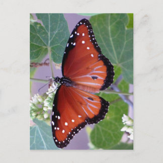 Black and White and Red All Over Postcard