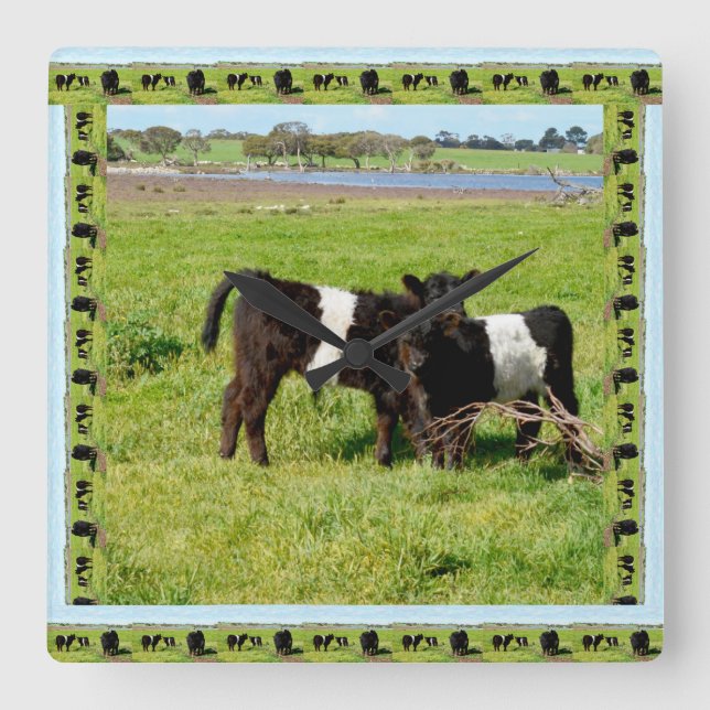 Black And White Baby Belted Galloway Cows, Square Wall Clock (Front)