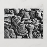 Black and White Beach Shells Postcard