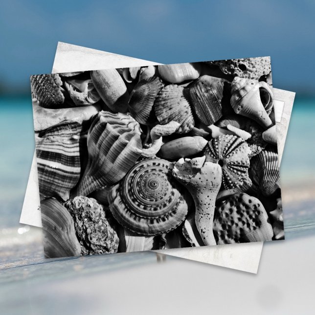 Black and White Beach Shells Postcard (Creator Uploaded)
