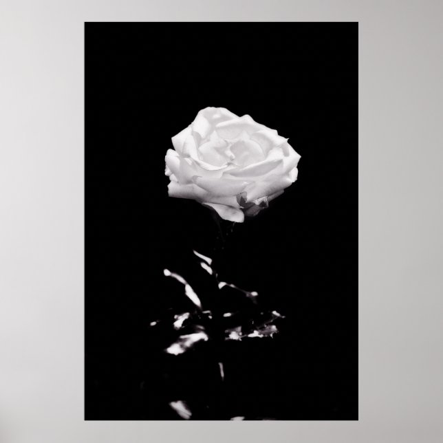 Black and White Beautiful Rose Close-up Poster (Front)