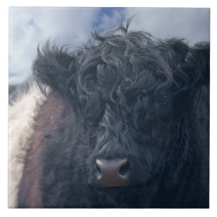 Black and White Belted Galloway Cow Close-Up Tile