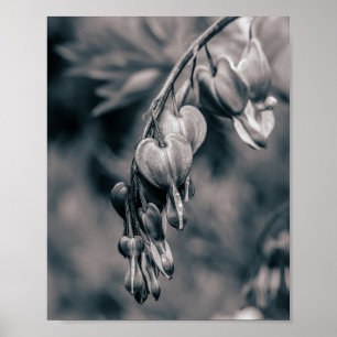 Black and White Bleeding Heart Flowers, Romantic F Poster