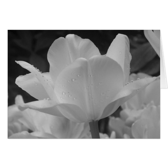 black and white bloomed tulip (Front Horizontal)