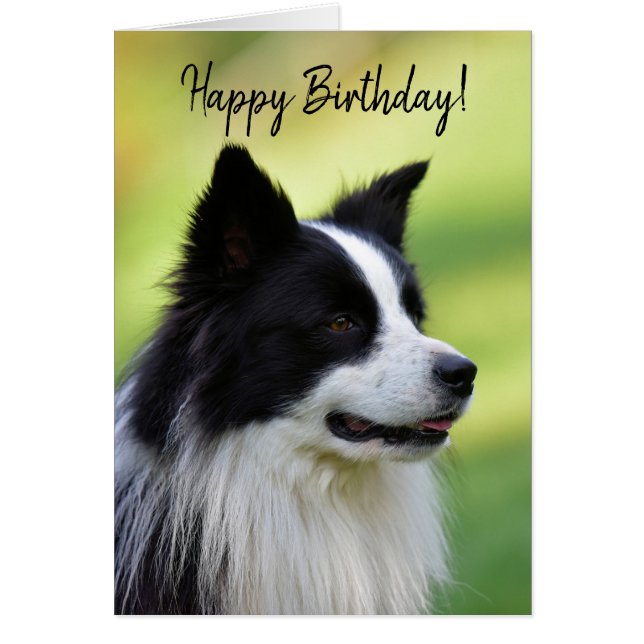 Black and White Border Collie Dog (Front)