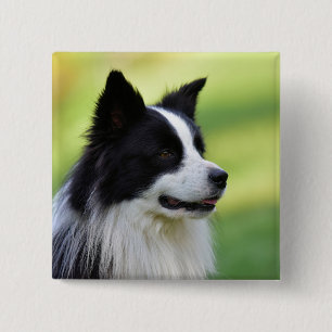Black and White Border Collie Dog 15 Cm Square Badge