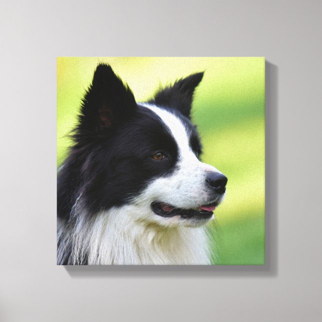 Black and White Border Collie Dog Canvas Print (Front)
