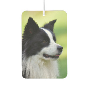 Black and White Border Collie Dog Car Air Freshener