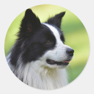 Black and White Border Collie Dog Classic Round Sticker