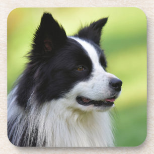 Black and White Border Collie Dog Coaster