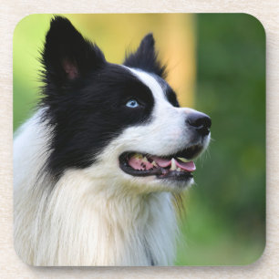 Black and White Border Collie Dog Coaster