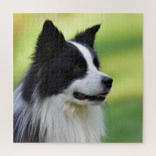 Black and White Border Collie Dog Jigsaw Puzzle