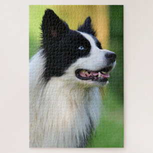 Black and White Border Collie Dog Jigsaw Puzzle