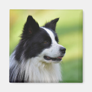 Black and White Border Collie Dog Magnet