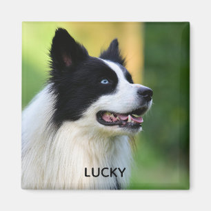 Black and White Border Collie Dog Magnet
