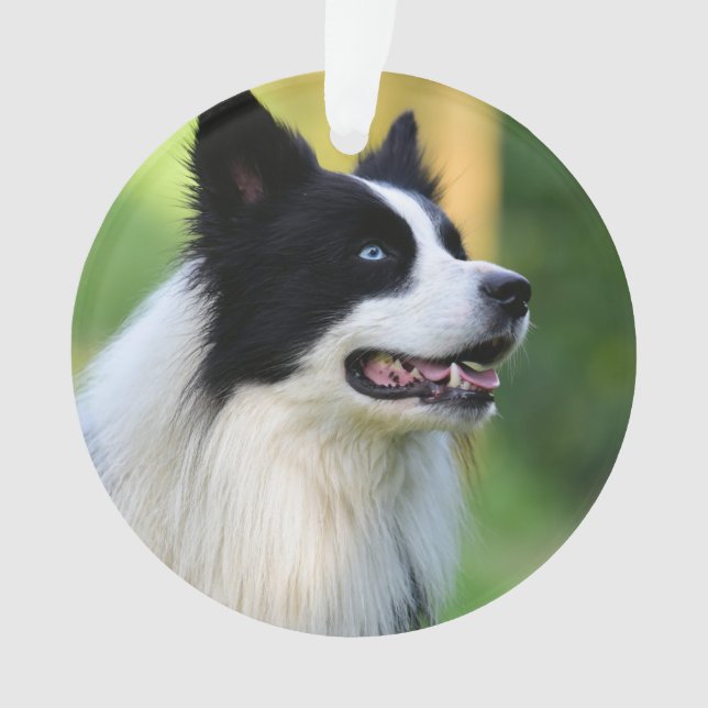 Black and White Border Collie Dog Ornament (Front)
