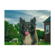 Black and White Border Collie Dog Postcard