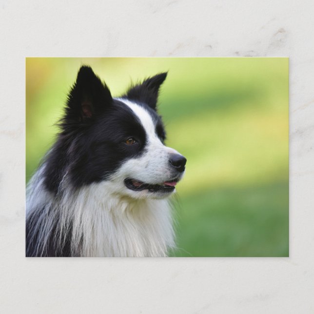 Black and White Border Collie Dog Postcard (Front)