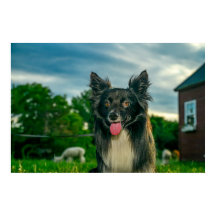 Black and White Border Collie Dog