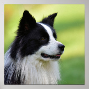 Black and White Border Collie Dog Poster