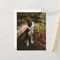 Black and White Border Collie on Park Bench