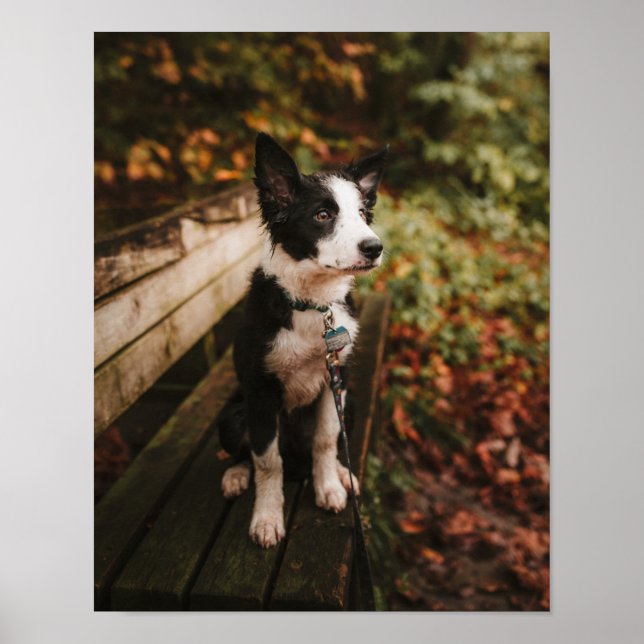 Black and White Border Collie on Park Bench Poster (Front)